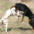 Le chien “bagarreur”… comment l’accompagner