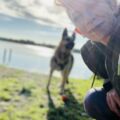 Le jour où nous devenons un chien