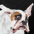 Le secouement chez le chien, pour éviter de voir le stress partout…