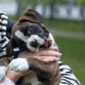 Au secours, mon chiot me mord !