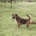 Quand le chien “signe” son passage…