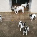 Ces élevages qui vendent des chiots peureux ou agressifs…