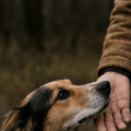 L’odeur du stress humain influence le chien