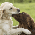 Le fait que les chiens se saisissent le museau ne nous autorise pas à le faire