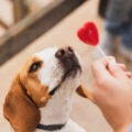Votre chien peut en sauver un autre…