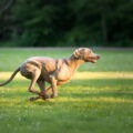 Un chien fatigué n’est pas forcement un chien comblé