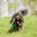 Protéger son chien ou l’empêcher de vivre ?