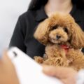 La tonte du chien ? Non !