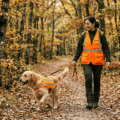 Ouverture de la saison de chasse, pour promener nos chien en toute sécurité