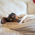 Conseil utile pour une chienne intacte